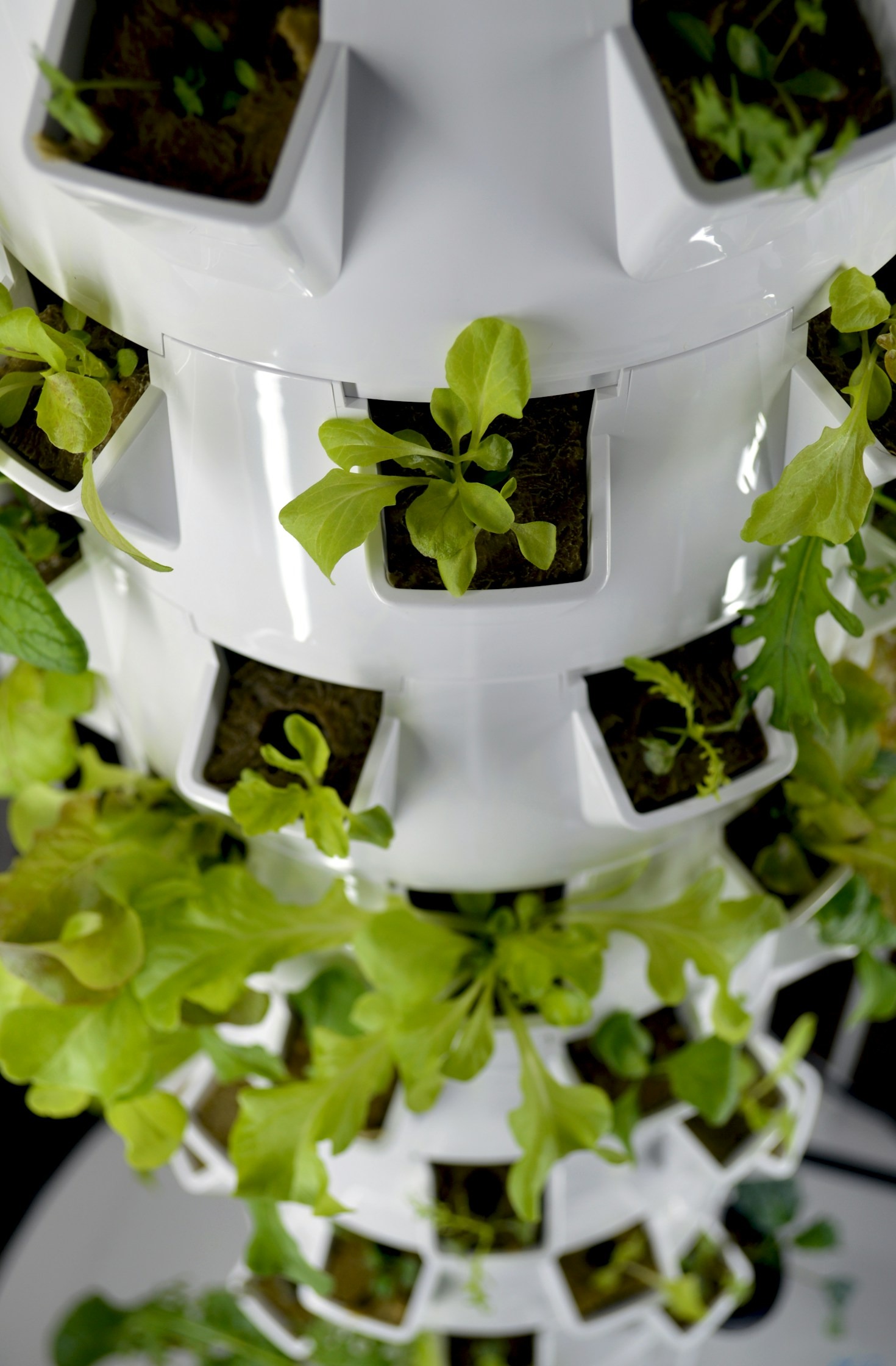 The Future of Urban Agriculture: Efficient Solutions